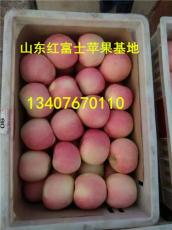 山東蘋(píng)果哪里的好 山東蘋(píng)果市場(chǎng) 山東蘋(píng)果