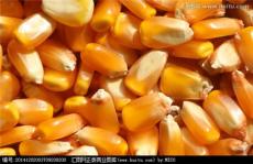 求购玉米 高粱 小麦 糯米 碎米 大米