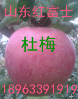 山東水晶紅富士今天批發什么價格