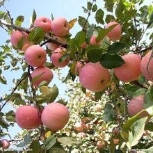山東蘋果產(chǎn)地紅富士蘋果供應(yīng)價格