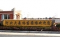山東毛白楊價(jià)格