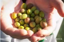 澳丽欧特级初榨橄榄油 正品橄榄油批发 厂家