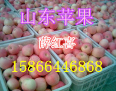 供应红富士苹果产地/山东苹果种植基地