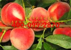 油桃桃樹苗批發(fā)