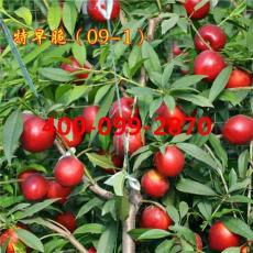 特早3月紅桃樹苗批發(fā)