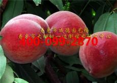 晚脆桃樹苗批發(fā)出售