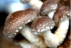 出售精包装深加工优质土香菇