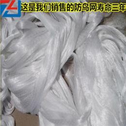 廠家直供 聚乙烯單絲網(wǎng) 防鳥網(wǎng) 果園防鳥網(wǎng)