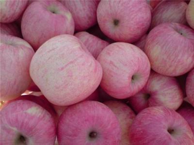 果園現(xiàn)摘山東紅富士蘋果價(jià)格產(chǎn)地